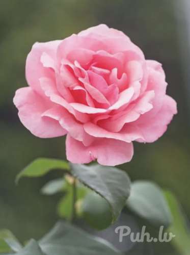 Ar 21. 04 Salons 💋 Nīcgales ielā 4.  atsāk darbību!
Vīrieši laipni lūgti! Cenas a…