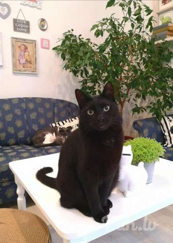 Продолжаю искать кого то,  у кого в "голове" желание стать другом,  а не…