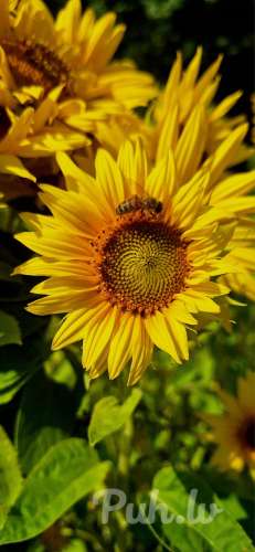 Meklēju sievu (40 aastat)