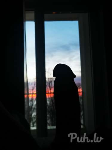 Undreyfus (39 лет)