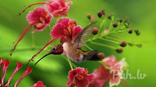 Куни (45 лет)