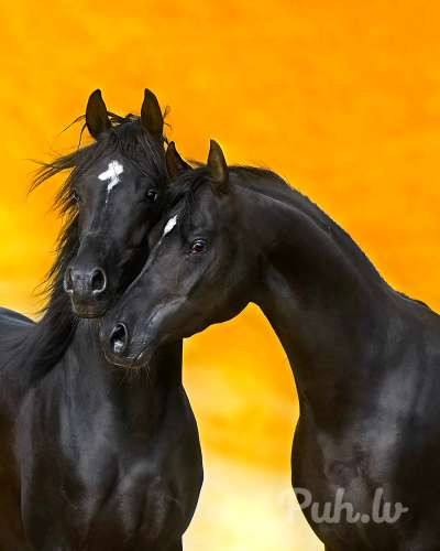 Ищу подругу (45 metų)