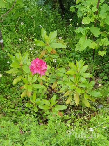 Куплю (40 лет)