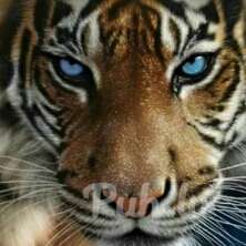 Мужчина,  гетеро,  в поиске женщины для встреч парами в ближайшее время.  
Vīrieti…