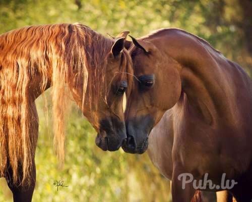 Ищу подругу (46 metų)