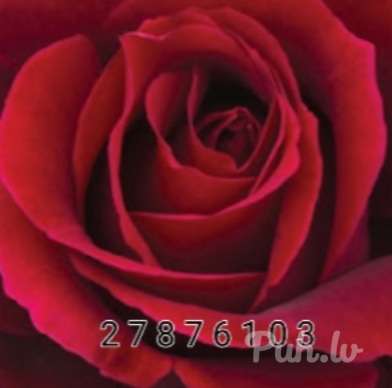 Draiskule (Foto!) saab tuttavaks mehega tõsiste suhete jaoks (№8741647)