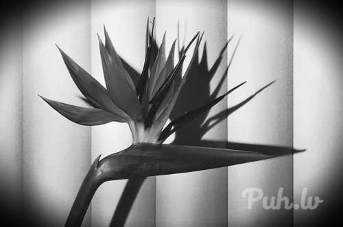 Ja ir Cēsiniece (53 года)