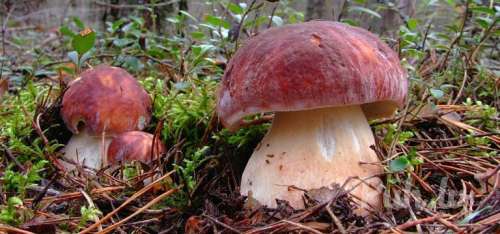 Познaкомлюсь с дeвyшкой или жeнщиной.